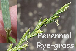 Perennial Rye-grass